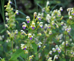 Attēlu rezultāti vaicājumam “Galeopsis speciosa leaf”