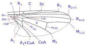 Attēlu rezultāti vaicājumam “Platypezidae”