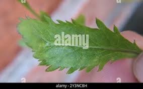 Attēlu rezultāti vaicājumam “Lepidium densiflorum leaf”