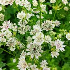 Attēlu rezultāti vaicājumam “Astrantia major”