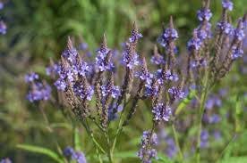 Image result for Verbena officinalis