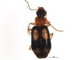 Attēlu rezultāti vaicājumam “Dromius quadrimaculatus”