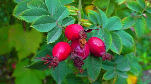 Attēlu rezultāti vaicājumam “Rosa majalis fruit”