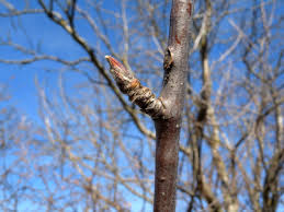 Attēlu rezultāti vaicājumam “Sorbus aucuparia bud”