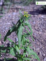 Attēlu rezultāti vaicājumam “Erysimum cheiranthoides flower”