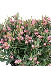 Attēlu rezultāti vaicājumam “Andromeda polifolia bud”