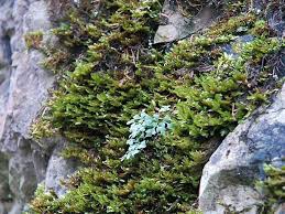 Attēlu rezultāti vaicājumam “Neckera crispa”