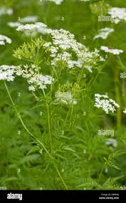 Image result for Chaerophyllum aureum