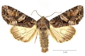 Attēlu rezultāti vaicājumam “Lacanobia contigua larva”