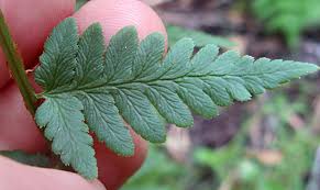 Attēlu rezultāti vaicājumam “Pteropsida”