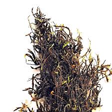 Attēlu rezultāti vaicājumam “Hygrohypnum luridum”