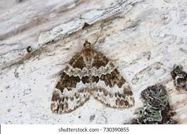 Attēlu rezultāti vaicājumam “Electrophaes corylata”