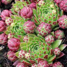 Attēlu rezultāti vaicājumam “Jovibarba globifera leaf”