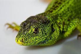 Attēlu rezultāti vaicājumam “Lacerta agilis male”