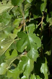 Attēlu rezultāti vaicājumam “Morus alba leaf”