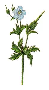 Attēlu rezultāti vaicājumam “Geranium pratense”