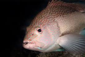 Image result for Cephalopholis fulva