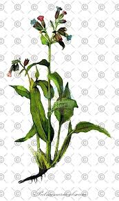 Attēlu rezultāti vaicājumam “Pulmonaria obscura leaf”