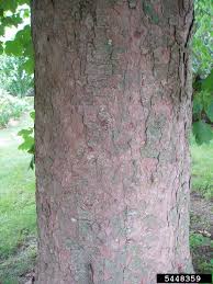 Attēlu rezultāti vaicājumam “Acer pseudoplatanus”