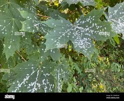 Attēlu rezultāti vaicājumam “Sawadaea tulasnei”