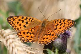 Attēlu rezultāti vaicājumam “Argynnis adippe”