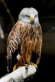 Image result for Milvus milvus