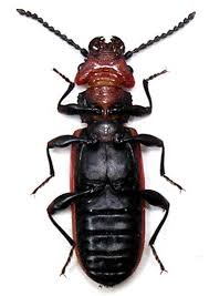 Attēlu rezultāti vaicājumam “Cucujus cinnaberinus”