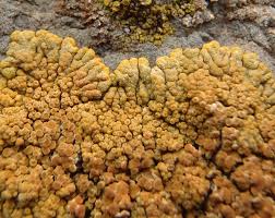 Attēlu rezultāti vaicājumam “Caloplaca saxicola”