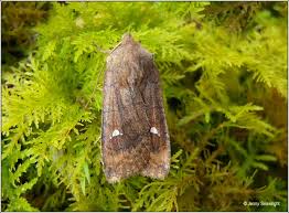 Attēlu rezultāti vaicājumam “Eupsilia transversa”