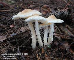 Attēlu rezultāti vaicājumam “Lepiota clypeolaria”