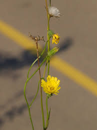 Attēlu rezultāti vaicājumam “Crepis tectorum flower”