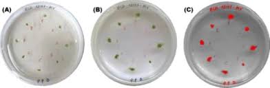 Attēlu rezultāti vaicājumam “Bryum amblyodon sporophyte”