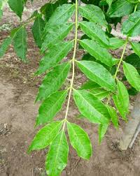 Attēlu rezultāti vaicājumam “Phellodendron amurense”