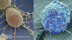 Image result for фотография вируса вич