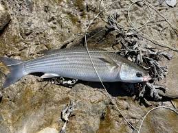 Image result for Chelon ramada