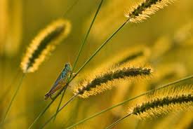 Attēlu rezultāti vaicājumam “Setaria glauca”