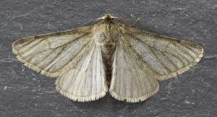 Attēlu rezultāti vaicājumam “Phigalia pilosaria”