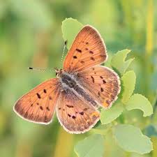 Attēlu rezultāti vaicājumam “Lycogala sphaeroconicum young”