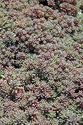 Attēlu rezultāti vaicājumam “Sedum hispanicum fruit”