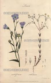 Image result for Linum usitatissimum