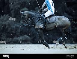 Image result for Kirtlington Park Polo Club