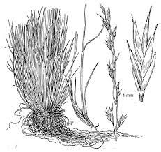 Attēlu rezultāti vaicājumam “Festuca ovina”