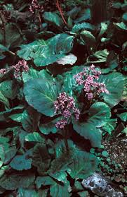 Attēlu rezultāti vaicājumam “Bergenia crassifolia flower”