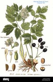 Attēlu rezultāti vaicājumam “Actaea spicata”