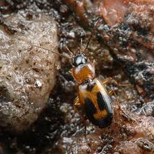 Attēlu rezultāti vaicājumam “Badister bullatus”