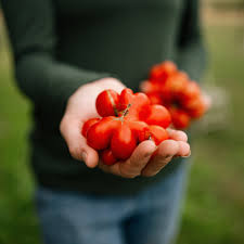 Afbeeldingsresultaat voor voyage tomato