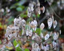 Attēlu rezultāti vaicājumam “Lunaria rediviva fruit”