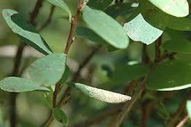 Attēlu rezultāti vaicājumam “Ancylis myrtillana”