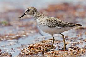 Image result for Calidris minutilla
