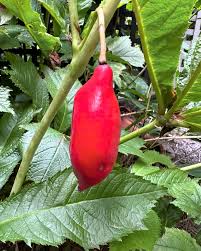 Attēlu rezultāti vaicājumam “Podophyllum hexandrum fruit”